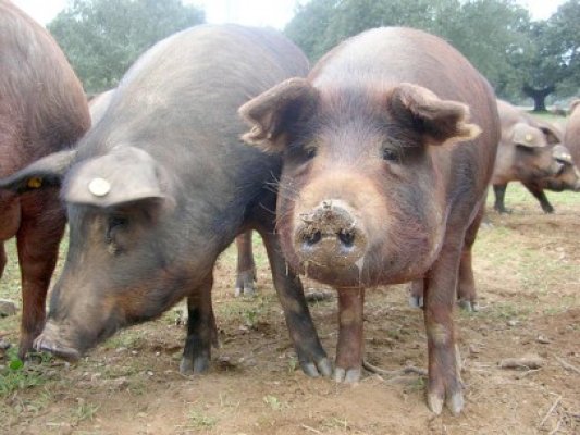 Risc de pestă porcină africană